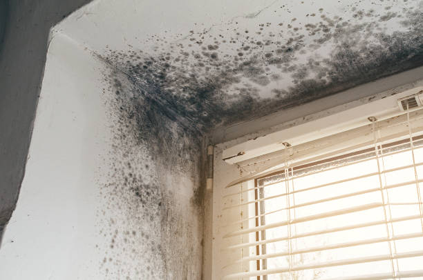 Affordable Bathroom Mold Removal solutions in Union, NJ